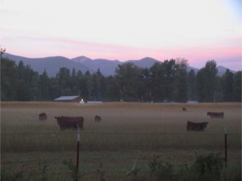 cows & Selkirk Skyline